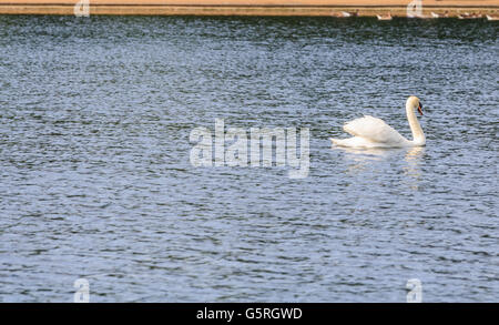 A Mutter Schwan genießen sonnigen Sonntag auf der Serpentine Hyde Park London UK, mit ihren jungen Cygnet. Stockfoto