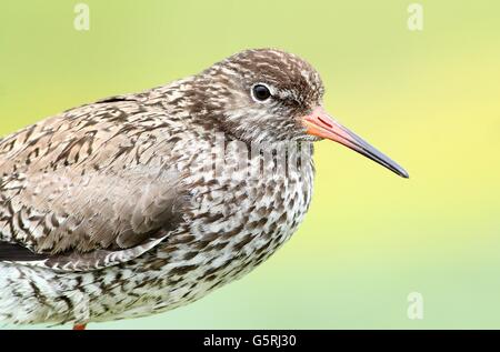 Europäischen gemeinsamen Rotschenkel (Tringa Totanus) posiert auf einem Mast, Norden der Niederlande Stockfoto