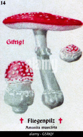 botanik, Pilze, Fliegenpilz (Amanita muscaria), Zeichnung aus Pflanzen-Taschenbuchlein 3, essbare Pilze und giftige Pilze, herausgegeben von Dr. Bernhard Hoermann, Verlag der Pflanzenwerke, München, Deutschland, 1940, vergifteter Pilz, Pilz, Literatur, Deutschland, 20. Jahrhundert, historisch, Pflanzen-Taschenbücher nicht verfügbar, Clearences-Zusatzrechte 1940er Jahre Stockfoto