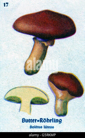 botanik, Pilze, Rutscher Jack (Suillus luteus), Zeichnung aus Pflanzen-Taschenbuchlein 3, essbare Pilze und giftige Pilze, herausgegeben von Dr. Bernhard Hoermann, Verlag der Pflanzenwerke, München, Deutschland, 1940, ungenießbarer Pilz, Pilz, Literatur, Deutschland, 20. Jahrhundert, historisch, Pflanzen-Taschenbücher, Clearbun-Additional-Rights, 1940er Jahre, nicht vorhanden Stockfoto