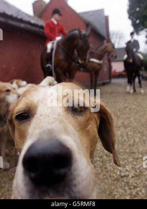 Die Jagdhunde während der Jagd nach Essex und Suffolk in Bildeston Nr Hadleigh, Suffolk, am Tag, an dem die Commons darüber abstimmen, ob die Jagd mit Jagdhunden in England und Wales verboten werden soll. 20/03/02 : die Minister waren heute, Mittwoch, den 20. März 2002, um zu entscheiden, ob sie sich dem Druck der Labour-Abgeordneten beugen sollten, ein vollständiges Verbot der Fuchsjagd zu verhängen, nachdem das Oberhaus gestern Abend eine Kompromisslösung unterstützt hatte. Peers - die zuvor jede Änderung des aktuellen Gesetzes abgelehnt hatten - stimmten von 366 zu 59 für die sogenannte Mittelweg-Option im US-Dollar, die es ermöglicht, die Jagd mit Jagdhunden unter Lizenz fortzusetzen Stockfoto