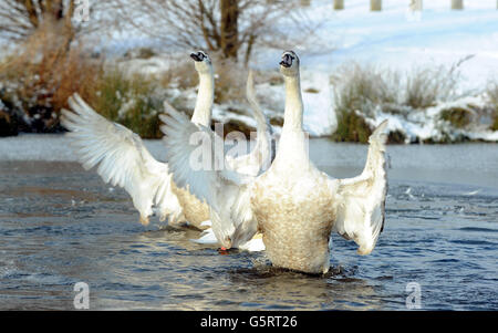 Winterwetter - 16. Januar Stockfoto