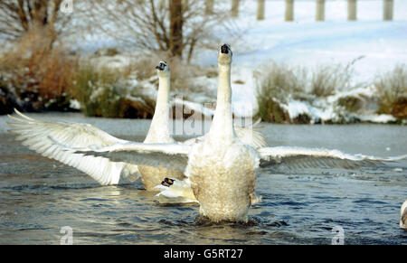 Schwäne auf einem eisigen See im Herrington Country Park in der Nähe von Sunderland. Stockfoto