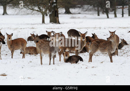 Hirsche stehen im Schnee im Studley Royal Park, Ripon, North Yorkshire. Stockfoto