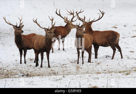 Hirsche stehen im Schnee im Studley Royal Park, Ripon, North Yorkshire. Stockfoto