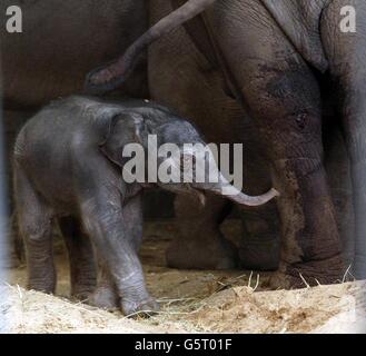 Neue Baby-Elefanten im Zoo von Chester Stockfoto