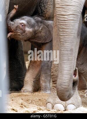 Ein asiatisches Elefantenkalb, das gestern Abend im Chester Zoo von Mutter Sithami geboren wurde. Stockfoto