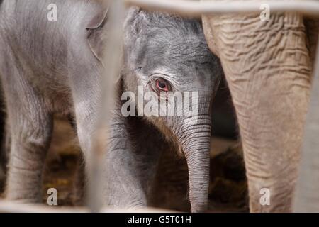 Neues Elefantenbaby im Chester Zoo. Ein asiatisches Elefantenkalb, das gestern Abend im Chester Zoo als Mutter Sithami geboren wurde. Stockfoto
