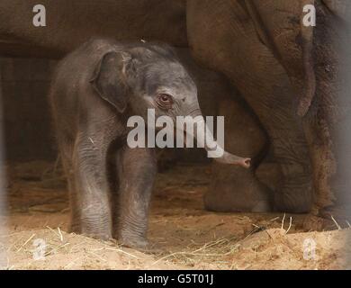 Neue Baby-Elefanten im Zoo von Chester Stockfoto