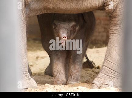 Ein asiatisches Elefantenkalb, das gestern Abend im Chester Zoo von Mutter Sithami geboren wurde. Stockfoto