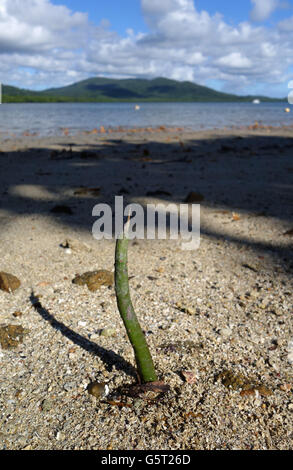 Samen von roten Mangroven (Rhizophora SP.) sprießen in den Strand von Portland Roads, Cape-York-Halbinsel, Queensland, Australia Stockfoto