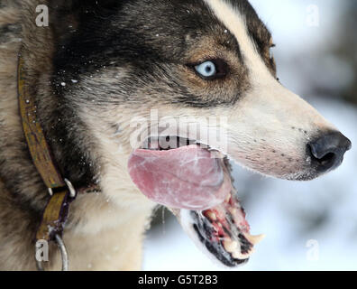 Huskies beim Training in den Wäldern bei Feshiebridge für die 30. Siberian Husky Club Aviemore Sled Dog Rally, die am Loch Morlich bei Aviemore stattfindet. Stockfoto