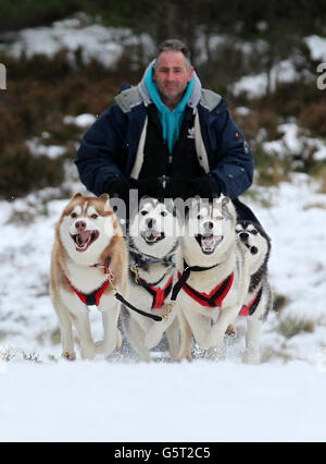 Huskies warten auf die 30. Siberian Husky Club Aviemore Sled Dog Rally in Loch Morlich bei Aviemore, bevor sie in den Wäldern bei Feshiebridge regnen. Stockfoto