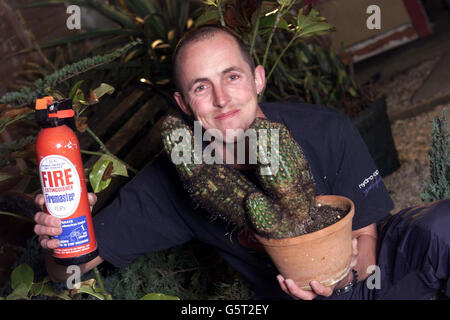 Explodierende Kakteen und Paul Henson Stockfoto