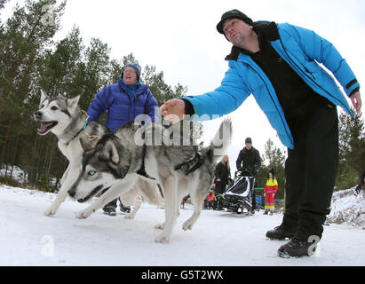 Huskies beim Training in den Wäldern bei Feshiebridge für die 30. Siberian Husky Club Aviemore Sled Dog Rally, die an diesem Wochenende am Loch Morlich bei Aviemore stattfindet. Jedes Jahr seit 1984 haben sich Musher aus ganz Großbritannien in den Wäldern um Aviemore für die größte Veranstaltung im britischen Schlittenhundesportkalender versammelt Stockfoto