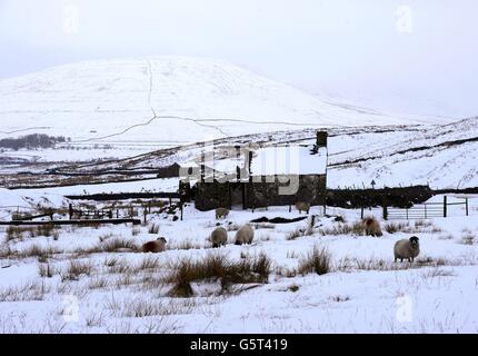 Schafe halten Futter auf Feldern in der Nähe des Flusstals Ribble in Ribblehead, in North Yorkshire, bereit, da die letzten schweren Schneefälle die Fjells bedeckten. Stockfoto