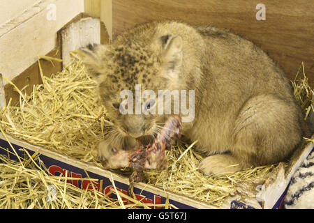 Löwenbabys im Zoo von Bristol Stockfoto