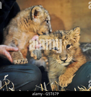 Löwenbabys im Zoo von Bristol Stockfoto