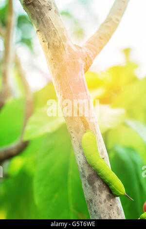 Grüne Wurm auf einem Ast in einem Garten. Stockfoto