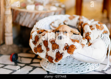 Wunderschöne Beagle Welpen ruht auf einer Decke Stockfoto