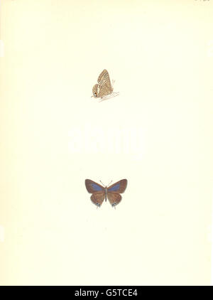 Schmetterlinge: Brighton Argus (Morris), antique print 1890 Stockfoto