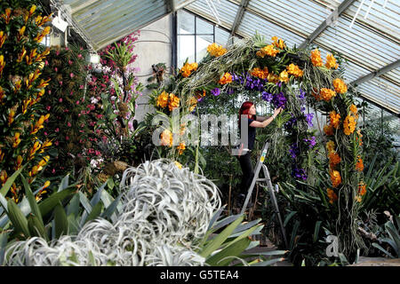 Elisa Biondi bringt den letzten Schliff zum Kew Orchid Festival im Prince of Wales Conservatory in Kew Gardens in West London. Die Ausstellung "Orchideen" läuft von Samstag 9. Februar bis Sonntag 3. März 2013. Stockfoto