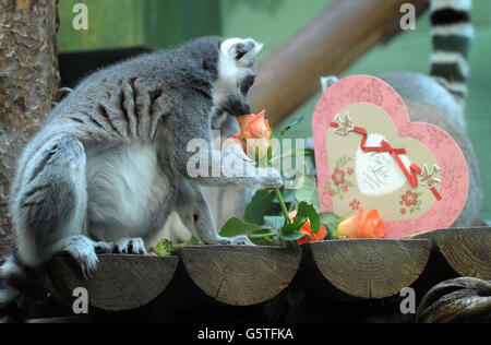 Ein Ringschwanz-Lemur mit einer Rose, eines der Tagesgeschenke ihrer Valenetine, in ihrem Gehege in den Bristol Zoo Gardens. Stockfoto