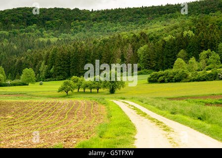 Feldweg und Tannenwälder in hügeliger Landschaft, Baden Wuttenberg, Deutschland Stockfoto