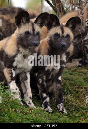 Zwei African Painted Dog Welpen schauen sich in ihrem Gehege um, während acht zwölf Wochen alte African Painted Dog Welpen im Port Lympne Wild Animal Park in der Nähe von Ashford, Kent, ihr Debüt geben. Stockfoto