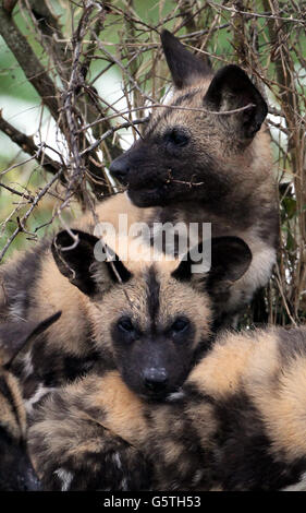 Zwei African Painted Dog Welpen spielen in ihrem Gehege, während acht zwölf Wochen alte Welpen ihr Debüt im Port Lympne Wild Animal Park in der Nähe von Ashford, Kent, geben. Stockfoto