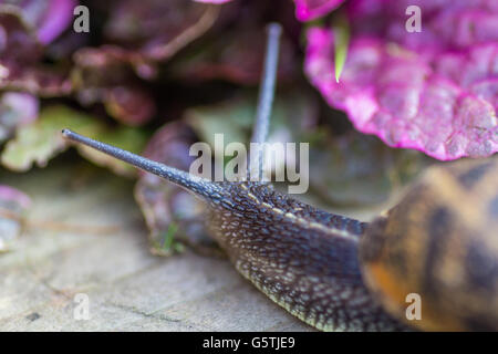 Schnecke im Laub Stockfoto