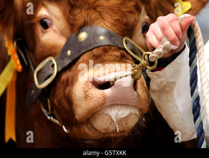 Ein Limousin Bull im Verkaufsring beim Stirling Bull Sale bei United Auctions in Stirling, Schottland. Die weltbekannten Stirling Bull Sales wurden 1865 gegründet, wobei die Verkäufe Tausende von Besuchern aus dem in- und Ausland anlocken und sind ein integraler Bestandteil des Landwirtschaftskalenders.die wichtigsten Pedigree-Rassen umfassen Aberdeen Angus, Beef Shorthorn, Charolais, Simmental, Limousin, British Blue, Blonde d'Aquitaine und Salers. Der Verkauf ist heute abgeschlossen Stockfoto