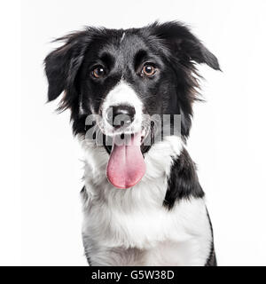 Nahaufnahme eines Border-Collie-Welpen, die Zunge heraus, isoliert auf weiss Stockfoto