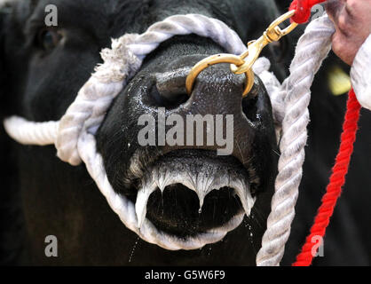 Ein Aberdeen Angus-Stier, der am Stirling Bull Sale-Ausstellungsring bei United Auctions in Stirling, Schottland, ankommt. Der weltberühmte Stirling Bull Sales wurde 1865 gegründet, der Verkauf zieht Tausende von Besuchern aus dem in- und Ausland an und ist fester Bestandteil des landwirtschaftlichen Kalenders. Die wichtigsten Pedigree Rassen umfassen Aberdeen Angus, Beef Shorthorn, Charolais, Simmental, Limousin, British Blue, Blonde d'Aquitaine und Salers. In diesem Jahr werden erstmals Wagyu-Embryonen verkauft. Stockfoto