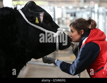 Stirling-Bull-show Stockfoto