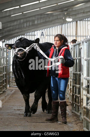 Stirling-Bull-show Stockfoto