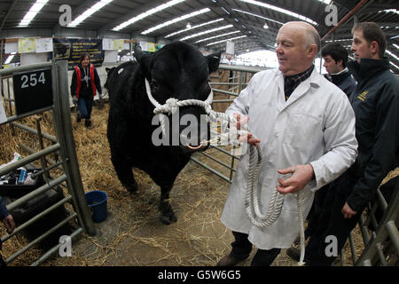 Robin Orr von Halbeath Farm zieht seinen Aberdeen Angus Bullen in den Stirling Bull Sale Ausstellungsring, der bei United Auctions in Stirling, Schottland, stattfindet. Der weltberühmte Stirling Bull Sales wurde 1865 gegründet, der Verkauf zieht Tausende von Besuchern aus dem in- und Ausland an und ist fester Bestandteil des landwirtschaftlichen Kalenders. Die wichtigsten Pedigree Rassen umfassen Aberdeen Angus, Beef Shorthorn, Charolais, Simmental, Limousin, British Blue, Blonde d'Aquitaine und Salers. In diesem Jahr werden erstmals Wagyu-Embryonen verkauft. Stockfoto