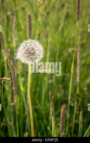 Löwenzahn Seedhead lange Gras Stockfoto