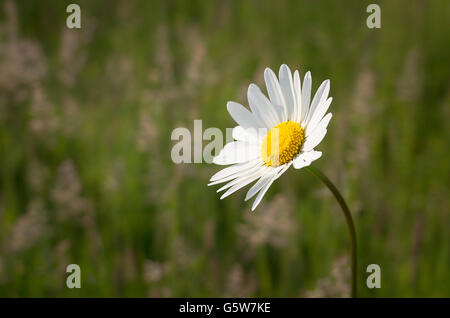 Einsame Gänseblümchen Blume Stockfoto