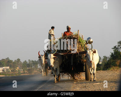 Ochsenkarren, beladen mit Zuckerrohr Zuckerrohr Landwirte in Indien unterwegs Stockfoto