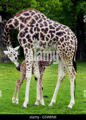 Shakula, eine Rothschild-Giraffe, erhält im Longleat Safari Park von ihrer Mutter Jolly liebevolle Aufmerksamkeit. Das sechs Fuß zwei Zoll große Baby, das am 26. April 2002 geboren wurde, ist das achte Kalb, das Jolly auf dem Anwesen und Park von Lord Bath in Wiltshire geboren wurde. Stockfoto