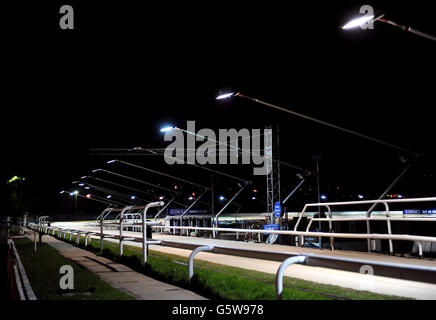 Windhunde - Brighton & Hove Greyhound Stadium Stockfoto