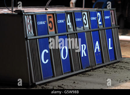 Windhunde - Brighton & Hove Greyhound Stadium Stockfoto