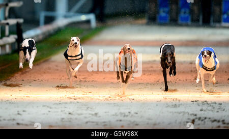 Windhunde - Brighton & Hove Greyhound Stadium Stockfoto