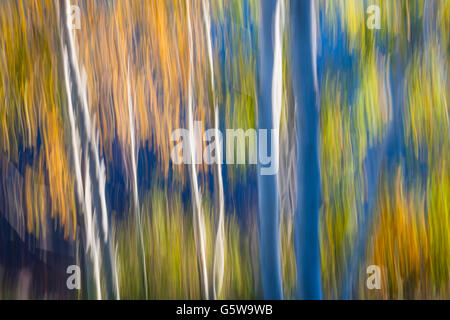 Abstrakte Landschaft Herbst Birken wachsen auf See im Herbst. Bild von Kamerabewegung produziert. Stockfoto