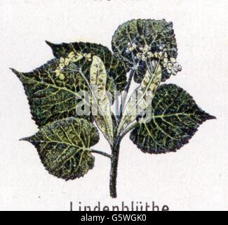 botanik, tilia, großblättrige Linden (Tilia playtyphyllos), Blüte, aus: Friedrich Eduard Bilz, Neue Naturheilbehandlung, Leipzig, Deutschland, 1902, Zusatz-Rechte-Clearenzen-nicht verfügbar Stockfoto