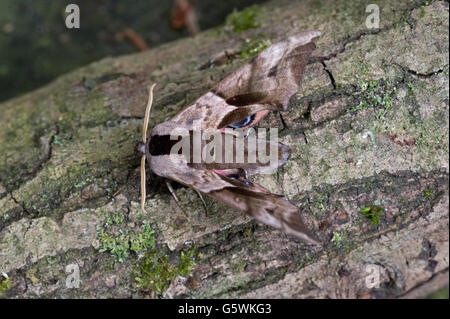 Ein Eyed Hawk Moth (Smerinthus Ocellatus) ruht auf einem alten Ast in East Yorkshire woodland Stockfoto