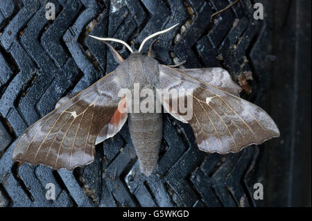 Eine Pappel Hawk Moth (Laothoe Populi) mit seinen Flügeln bei einer Rast auf dem Reifen eine Garten Schubkarre zu verbreiten. Stockfoto
