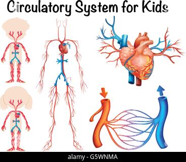 Herz-Kreislauf-System für Kinder-illustration Stock Vektor