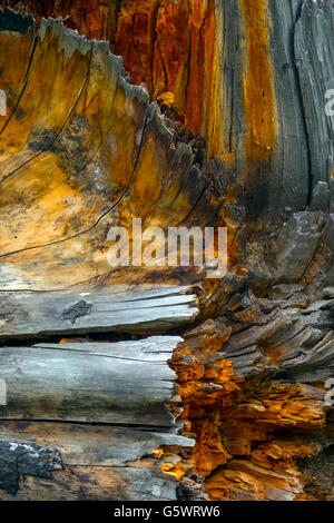 Gefallenen feurige Brennen Baum auf der Jenny Lake Trail, Wyoming, USA Stockfoto